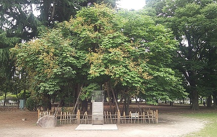アオギリの親木の写真