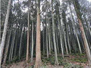 未利用間伐材を搬出した山の様子